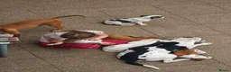 Mixed Breed dogs for sale: Loving Staffy x American Bulldog Pups - Ready Now  - Advert 5