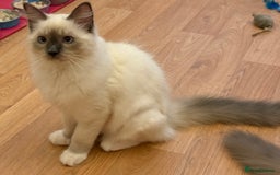 Ragdoll cats for sale: GCCF REGISTERED RAGDOLL KITTENS in Ashton-under-Lyne - Image 40
