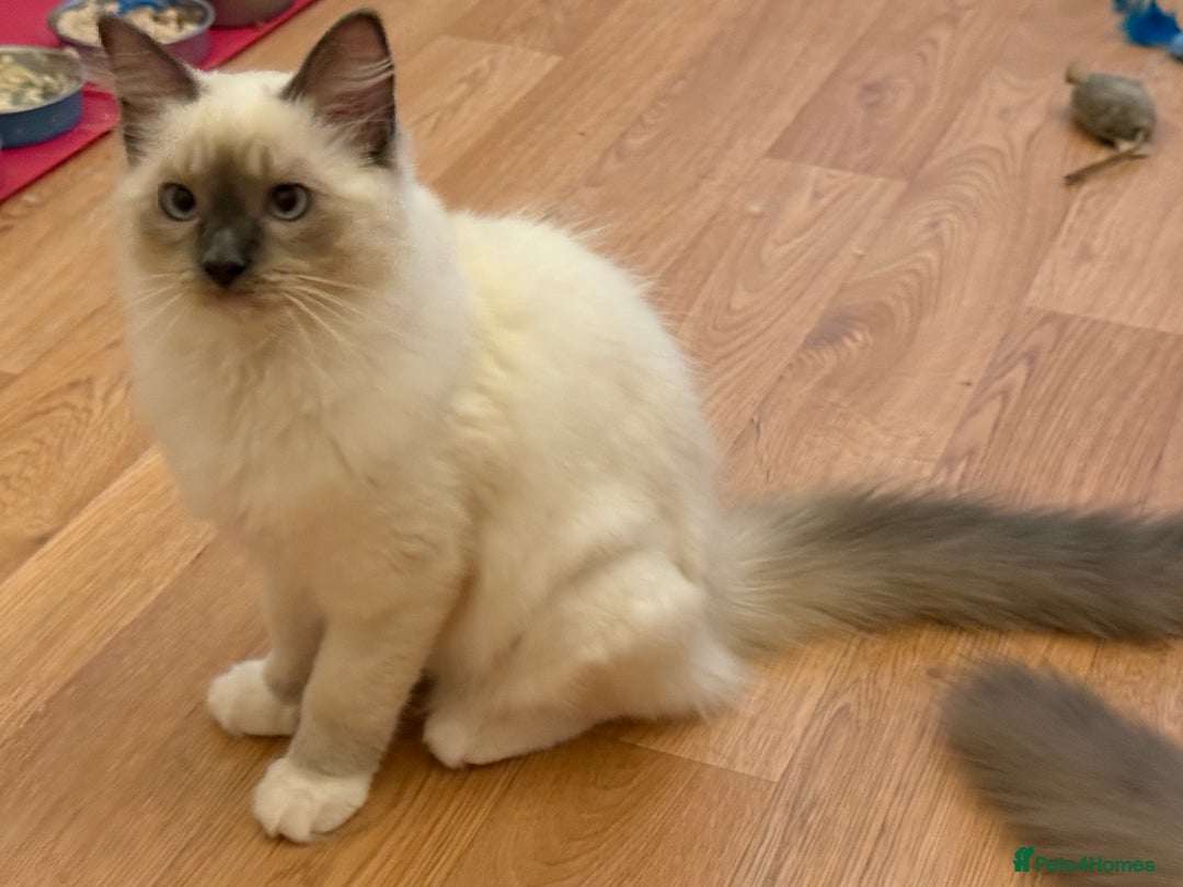 Ragdoll cats for sale: GCCF REGISTERED RAGDOLL KITTENS in Ashton-under-Lyne - Image 40