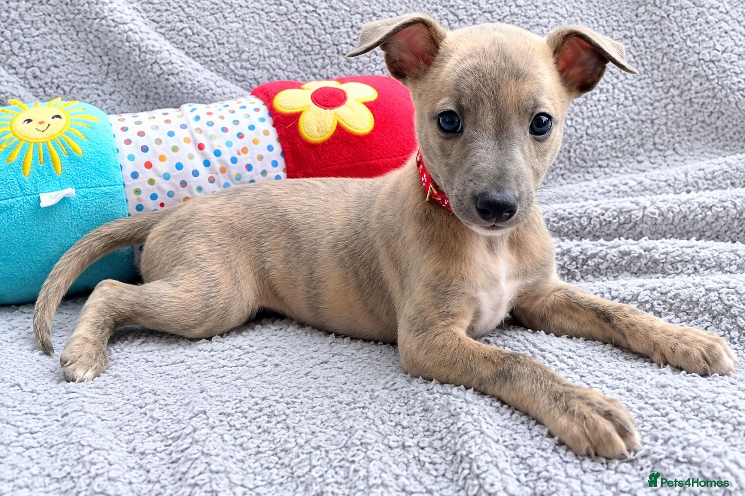 Whippet dogs KC Reg - 1 Blue Brindle boy available  - Advert 3