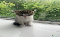 Domestic Shorthair cats for sale: 2 girls one boy!  - Image 13