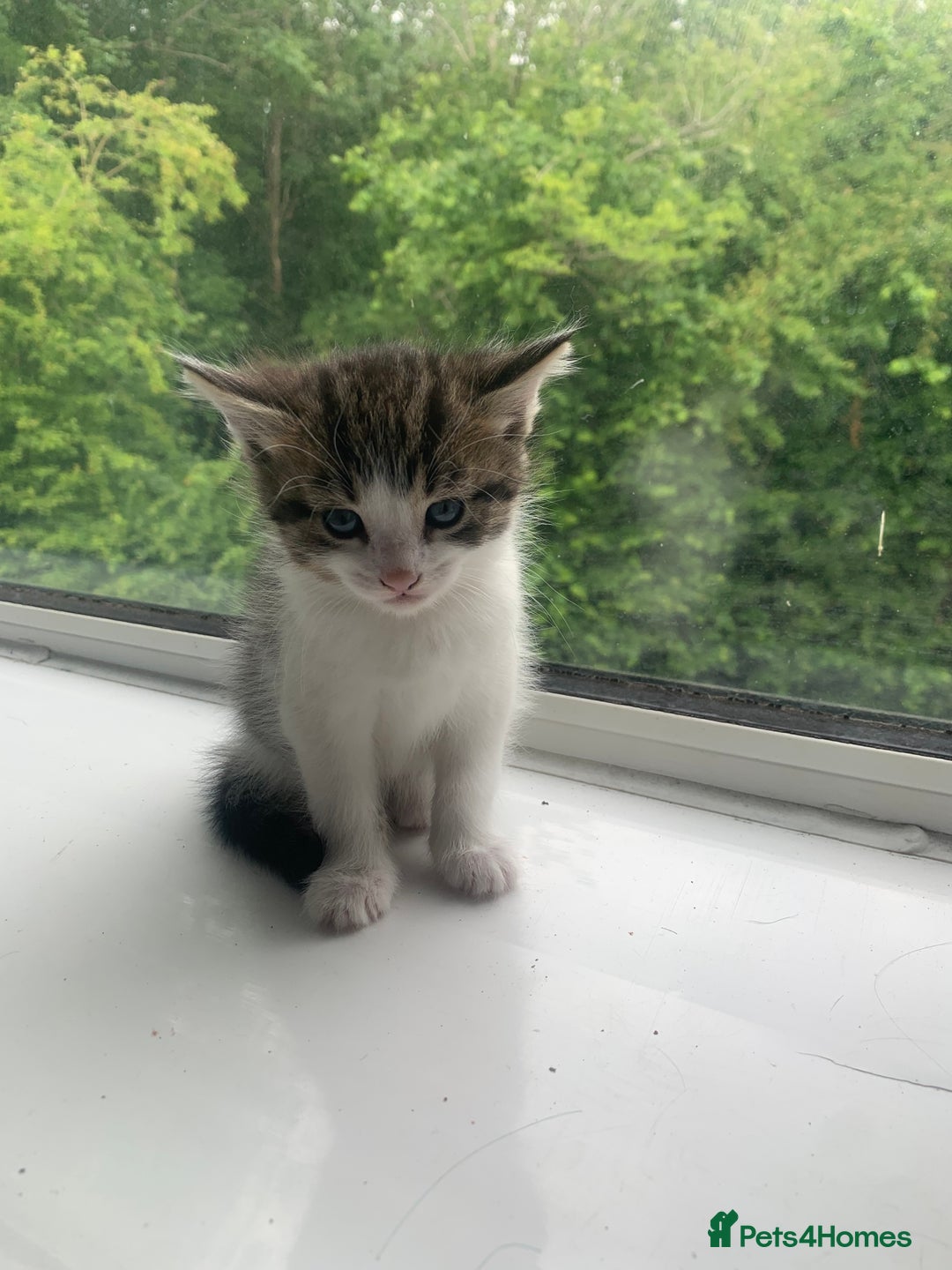 Domestic Shorthair cats for sale: 2 girls one boy!  - Image 13