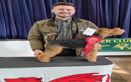 Welsh Terrier dogs for sale: Beautiful Champion Lines KC Welsh Terrier Puppies - Image 16