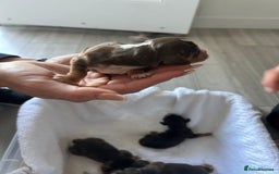 Cocker Spaniel dogs for sale: ✨show type cocker spaniel✨ - Image 17