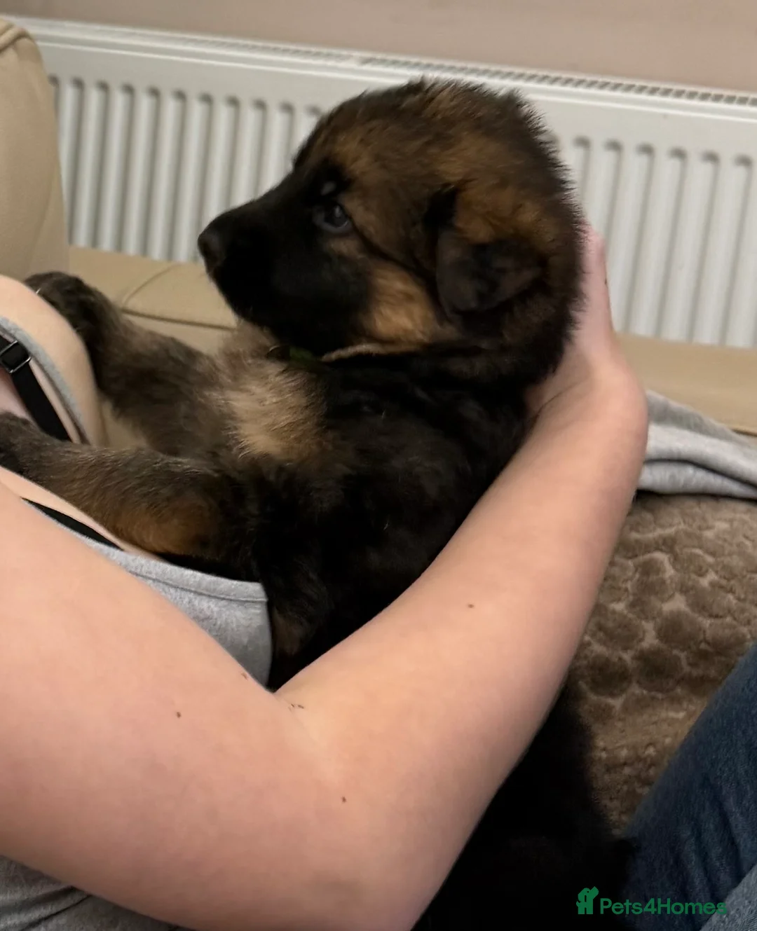 German Shepherd dogs for sale: Gorgeous German shepherd puppies in Bridgwater - Advert 2