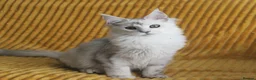 Maine Coon cats for sale: Pedigree Silver Shaded Beauties TICA Registered - Advert 17