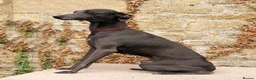 Italian Greyhound dogs for sale: KC registered Italian Greyhounds - Advert 2