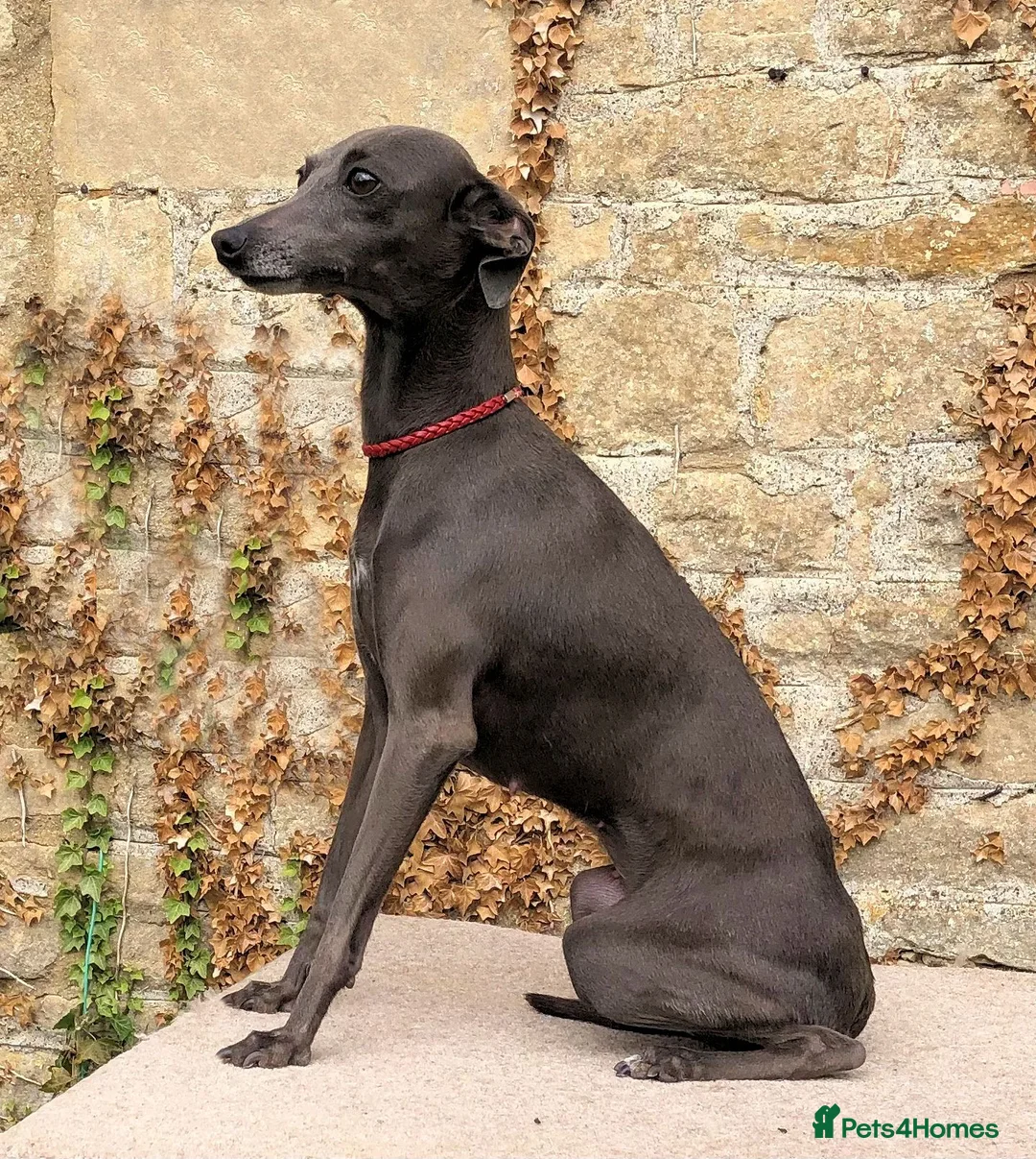 Italian Greyhound dogs for sale: KC registered Italian Greyhounds - Advert 2
