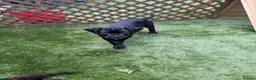 Cane Corso dogs for sale: Cane corso puppies - Advert 20
