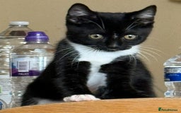 American Shorthair cats for sale: Adorable kittens looking for a loving home - Image 6