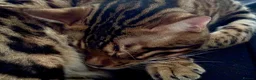 Bengal cats for sale: 2 Female Bengals for Sale in Kidderminster - Advert 7