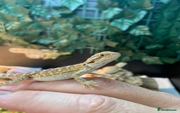 Bearded Dragon reptiles for sale: Baby bearded dragons super friendly  - Image 4