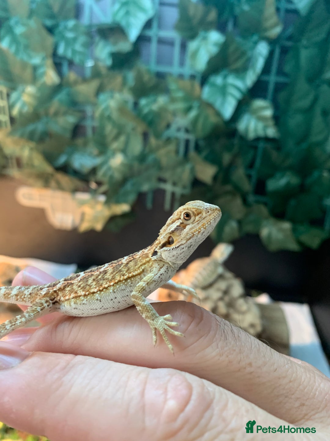 Bearded Dragon reptiles for sale: Baby bearded dragons super friendly  - Image 4