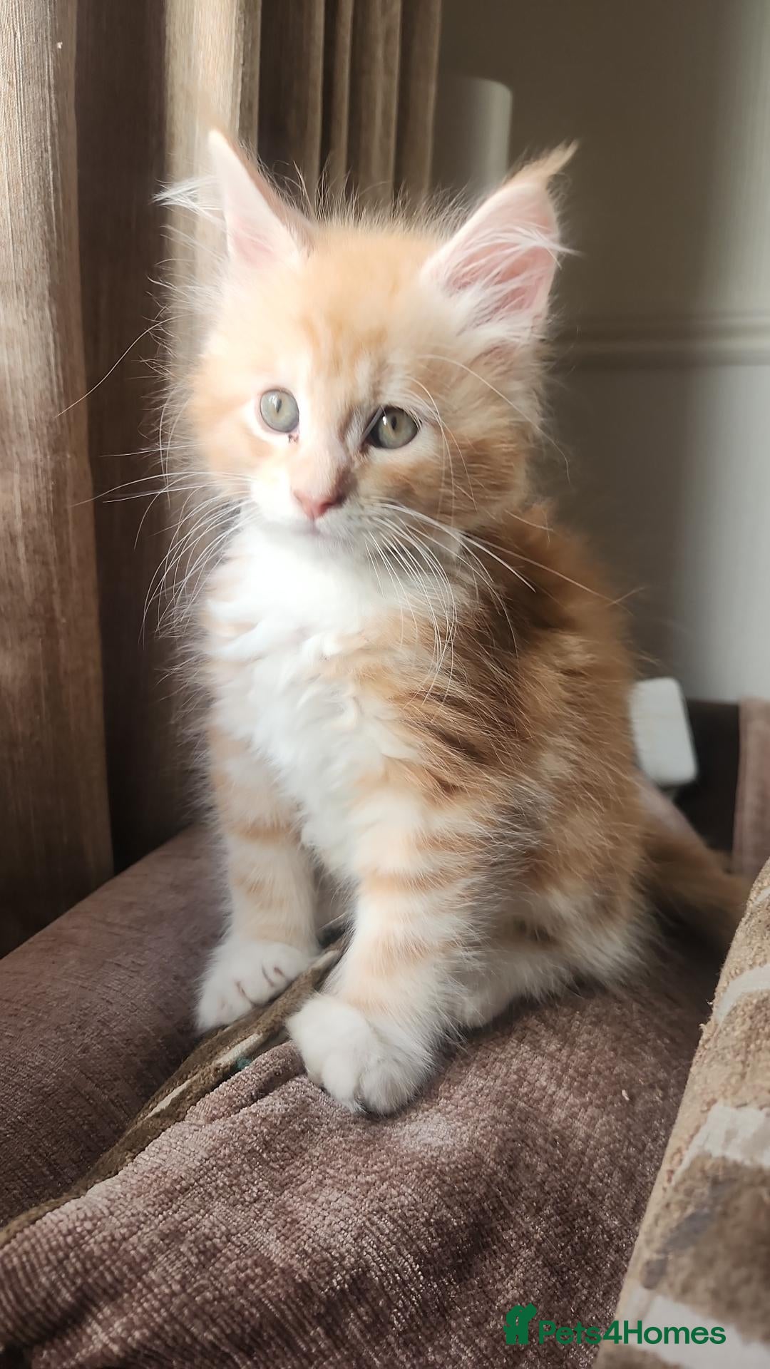 Maine Coon cats Maine coon boy full breed - Advert 3