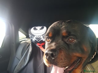 Rottweiler dogs - Advert 2