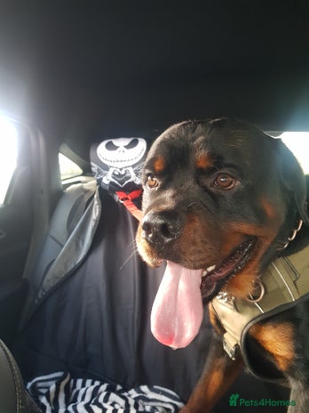 Rottweiler dogs - Advert 6