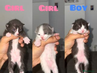 Sphynx cats Sphynx Variant (Tuxedo) Mix - Advert 1