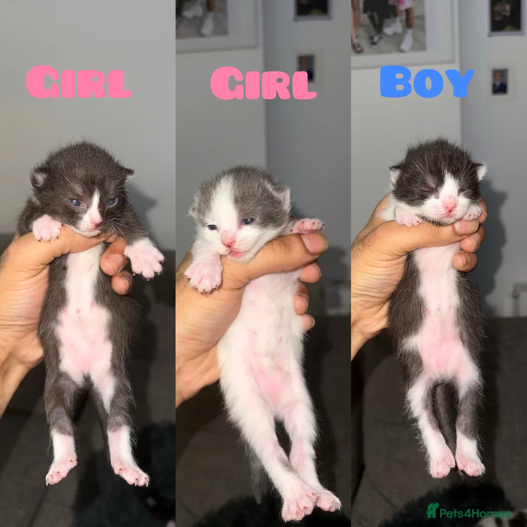 Sphynx cats for sale: Sphynx Variant (Tuxedo) Mix - Advert 1