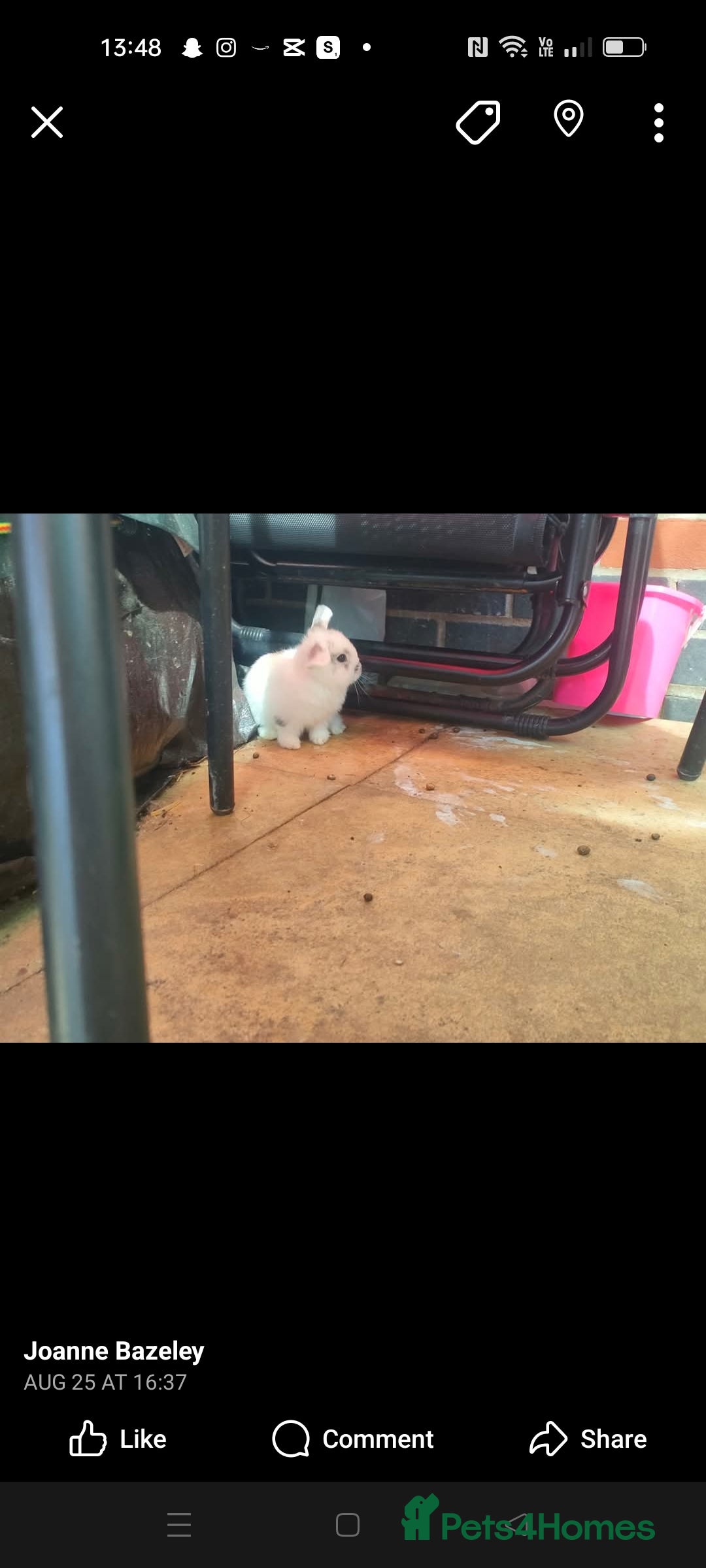 Dwarf Lop rabbits for sale: Two beautiful baby bunnies  - Image 3