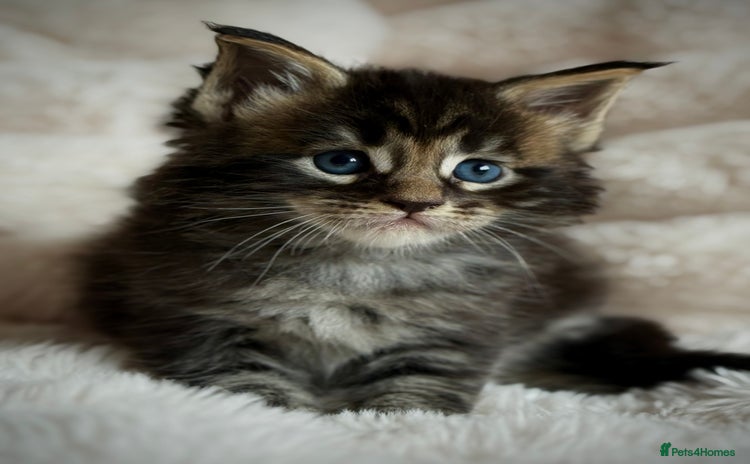 Maine Coon cats - Advert 4