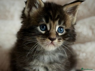 Maine Coon cats - Advert 29