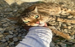 Bengal cats for sale: 2 year old bengal cats  - Image 4