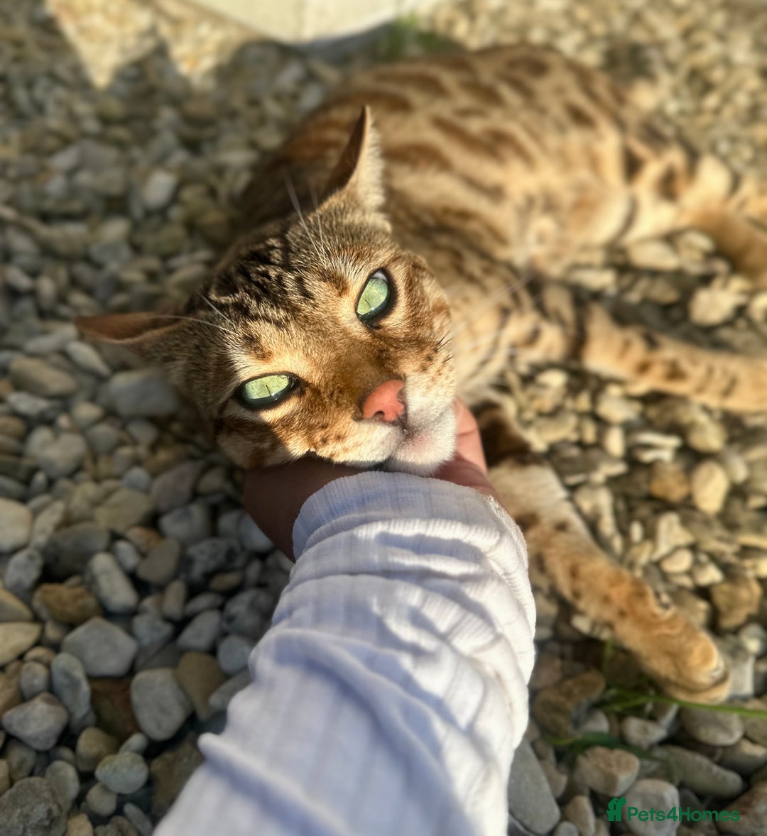 Bengal cats for sale: 2 year old bengal cats  - Image 4