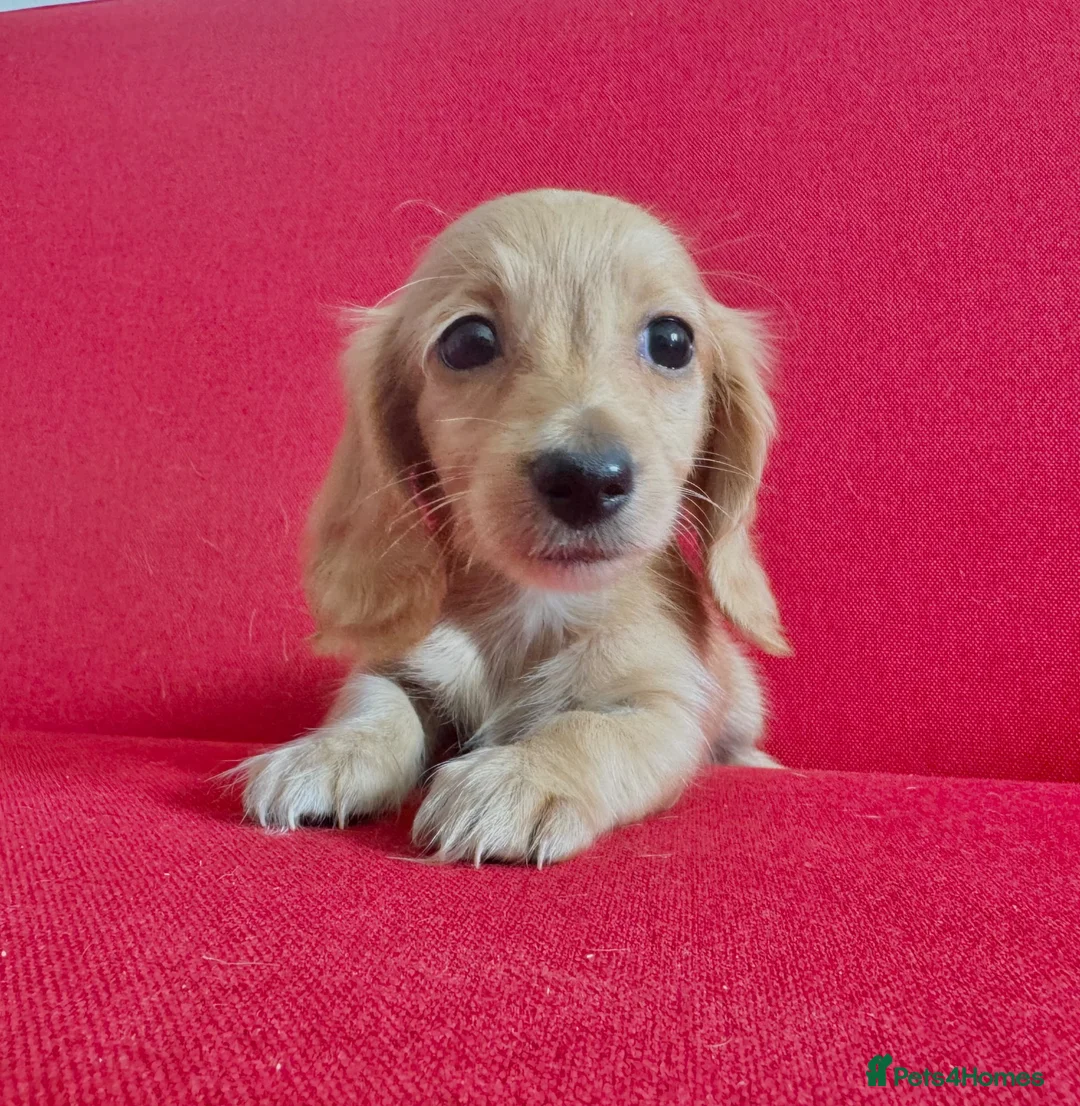 Miniature Dachshund dogs for sale: Long/smooth haired cream/Red Mini Dachshund pups - Advert 2