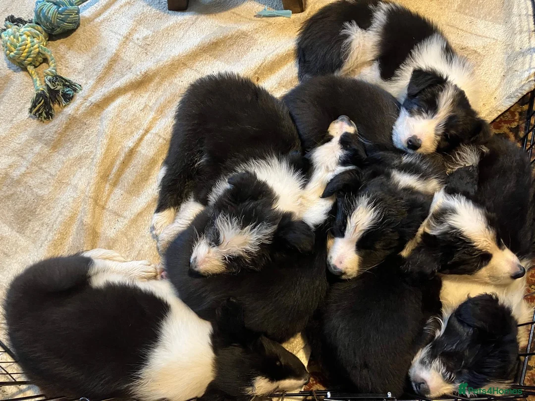 Mixed Breed dogs for sale: Beardie / Border Cross Puppies  in Falkirk - Advert 1