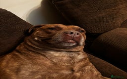 Mixed Breed dogs for sale: Hazels looking for a new home - Advert 4