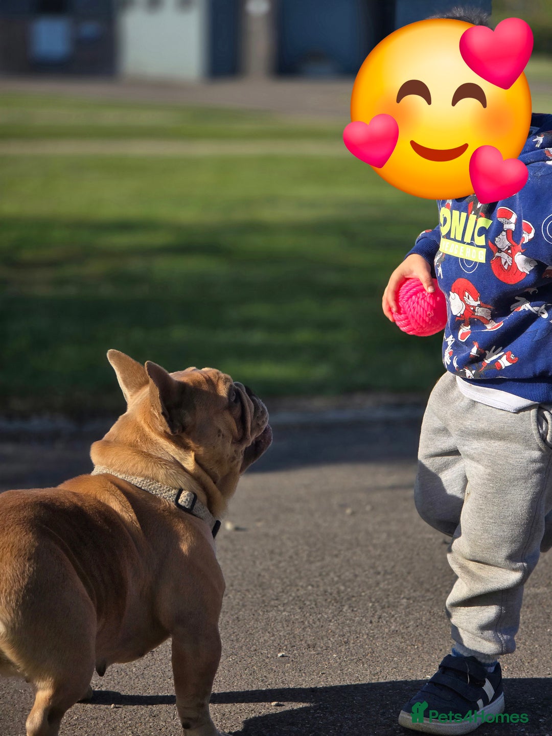 French Bulldog dogs for sale: French bulldog girl - Advert 3