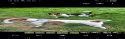 Jack Russell dogs for sale: Jack Russel puppies  - Advert 5