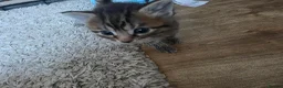 Mixed Breed cats for sale: 3 tabby kittens - Advert 3