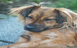 Mixed Breed dogs for adoption: Balto for adoption - Image 2