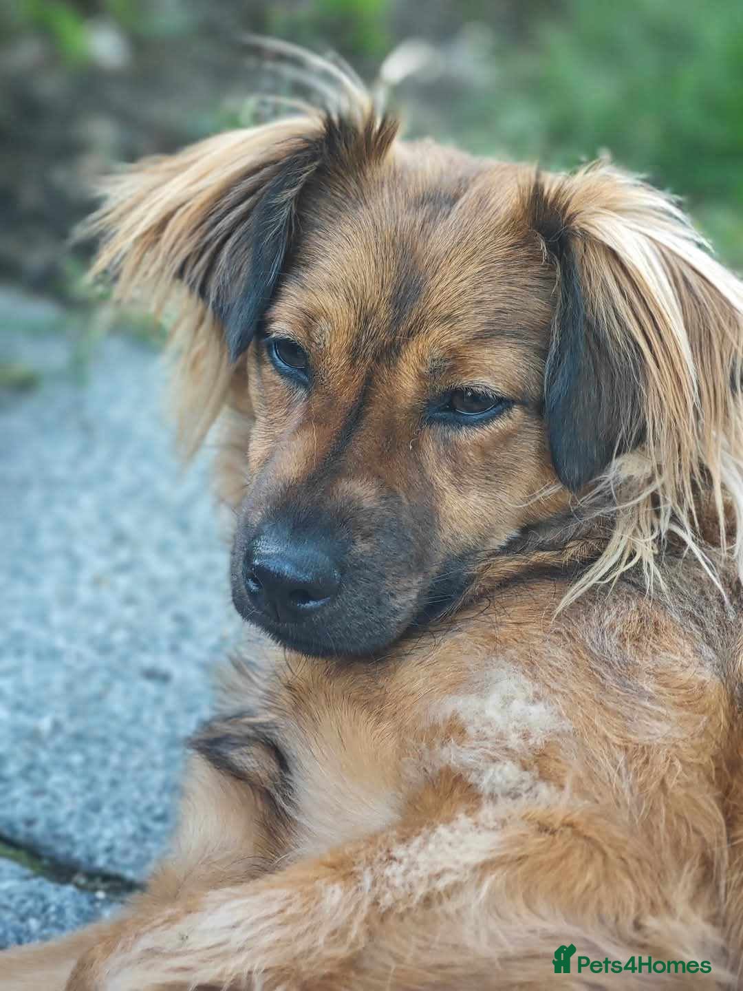 Mixed Breed dogs for adoption: Balto for adoption - Image 2