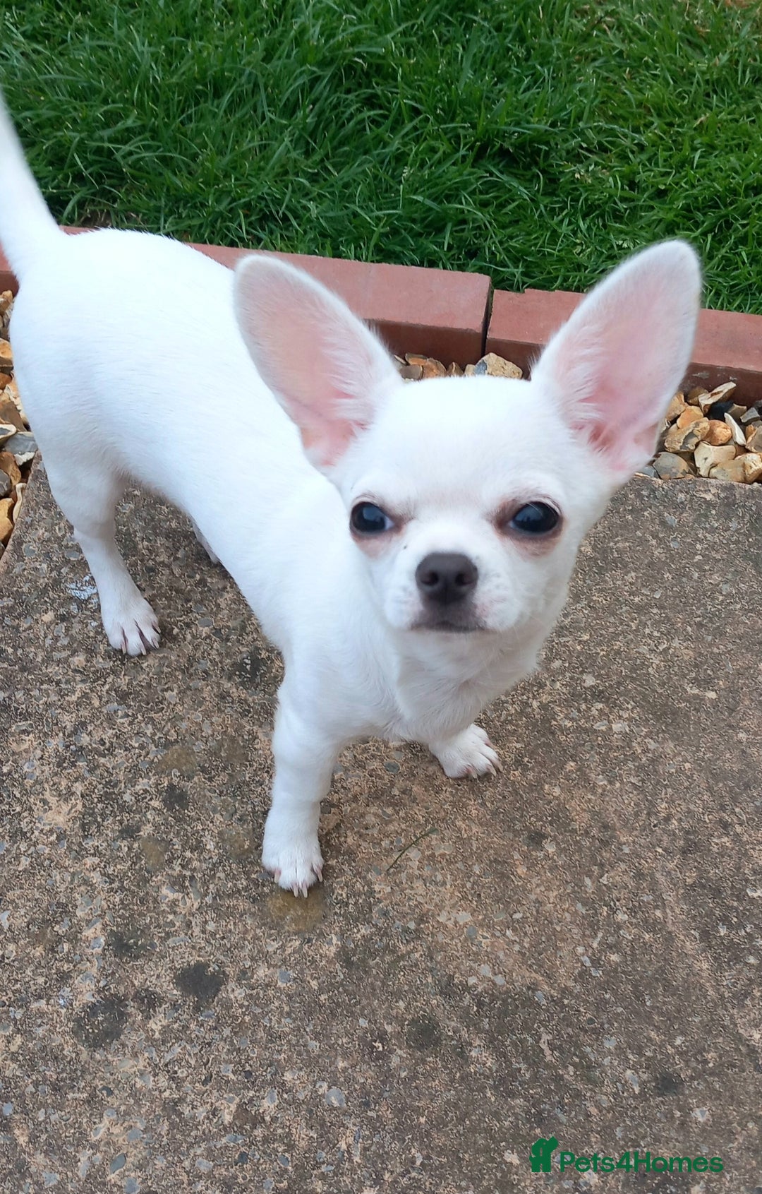 Chihuahua dogs for sale: Smooth coated white girl   - Image 1