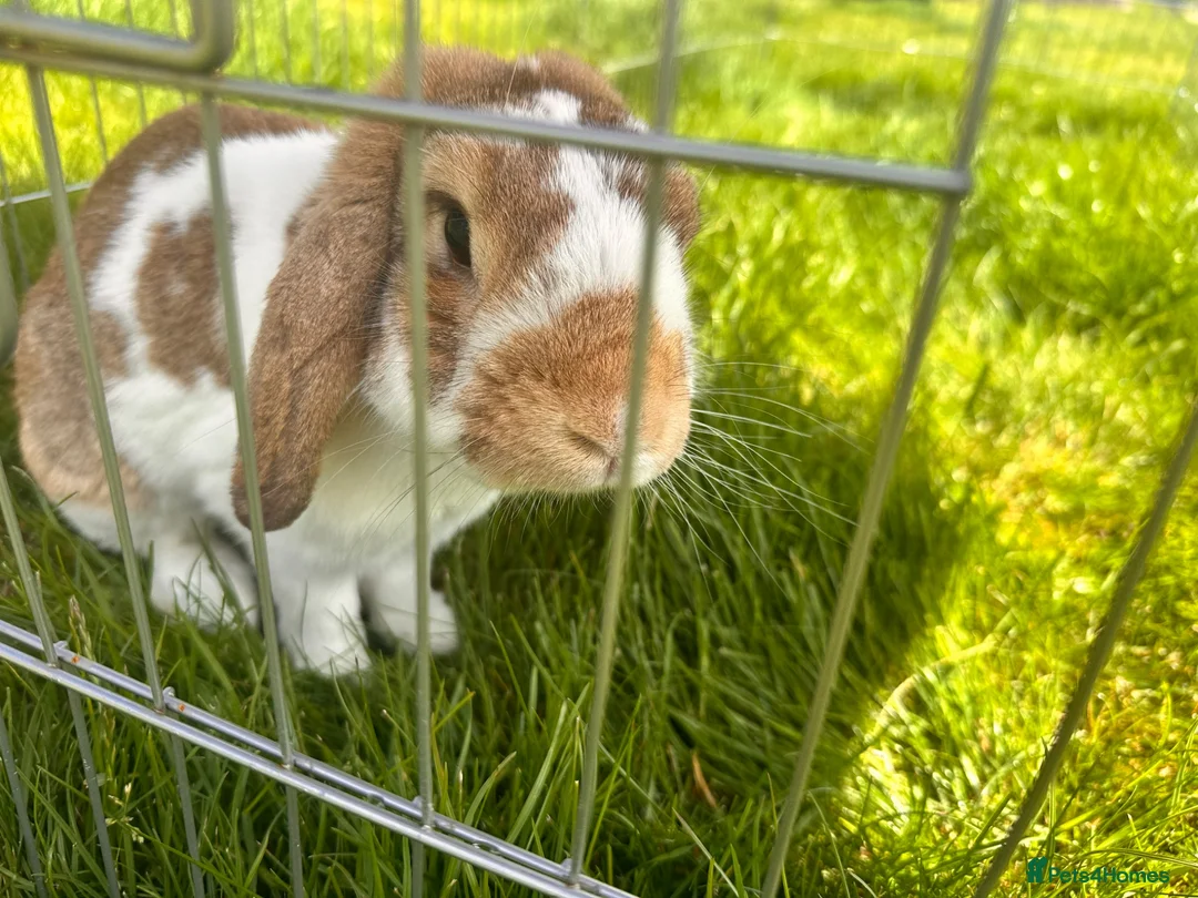 French Lop rabbits for sale: French lop eared male rabbit - Advert 2