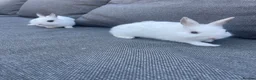 Netherland Dwarf rabbits for sale: Male rabbits  in Leicester - Advert 4