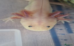 Axolotl reptiles for sale: Axolotls - Image 32