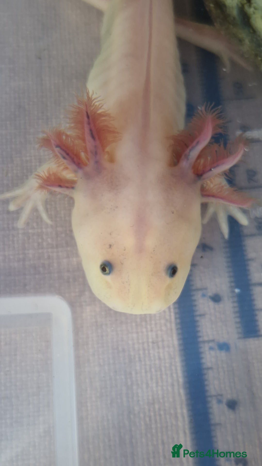 Axolotl reptiles for sale: Axolotls - Image 32