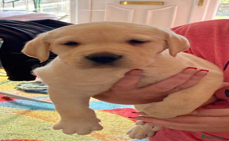 Labrador Retriever dogs - Advert 4