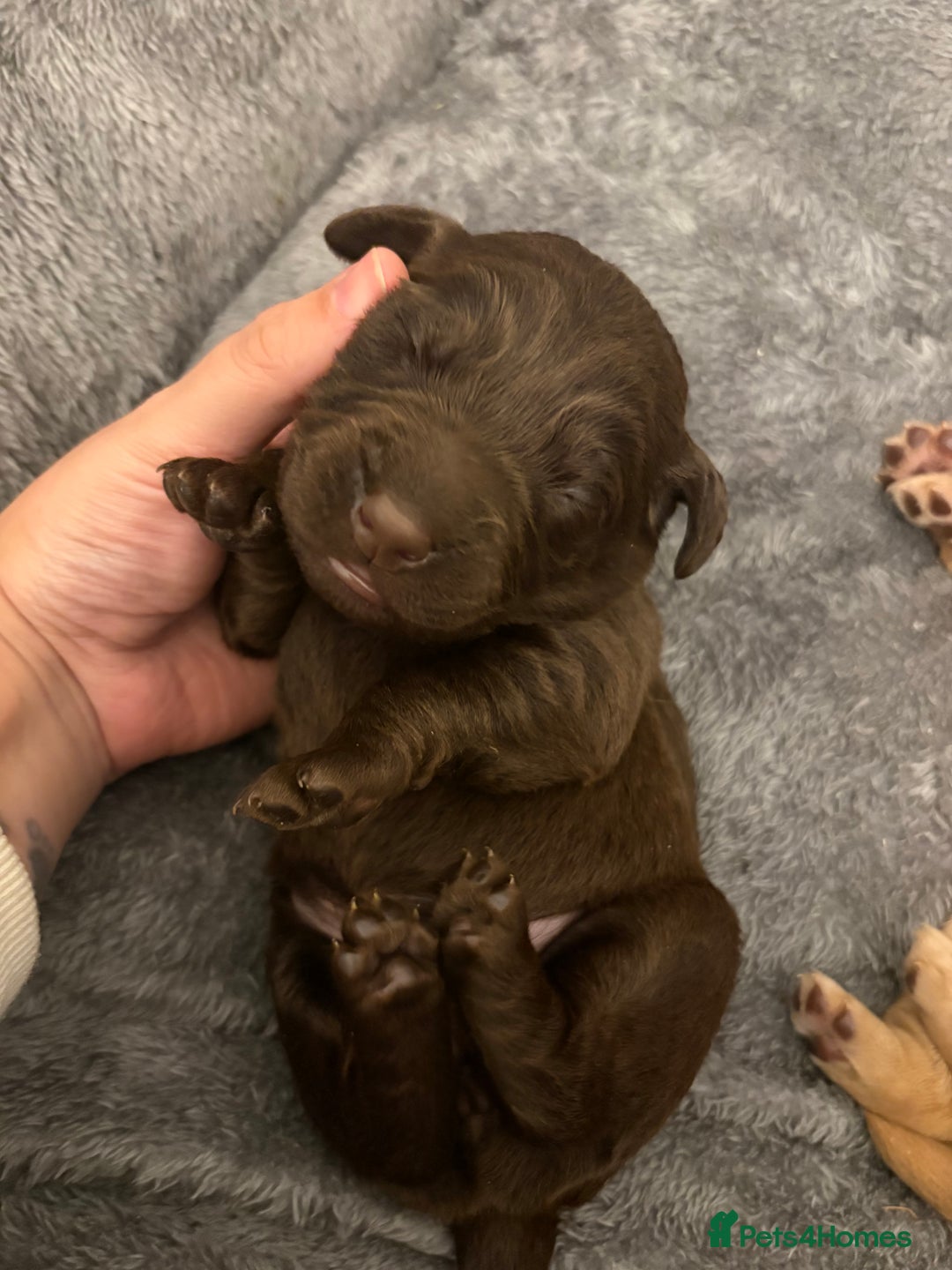 Cockerdor dogs for sale: labrador/ cockerdor Puppies  - Advert 5