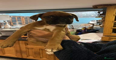 Boxer dogs - Advert 10