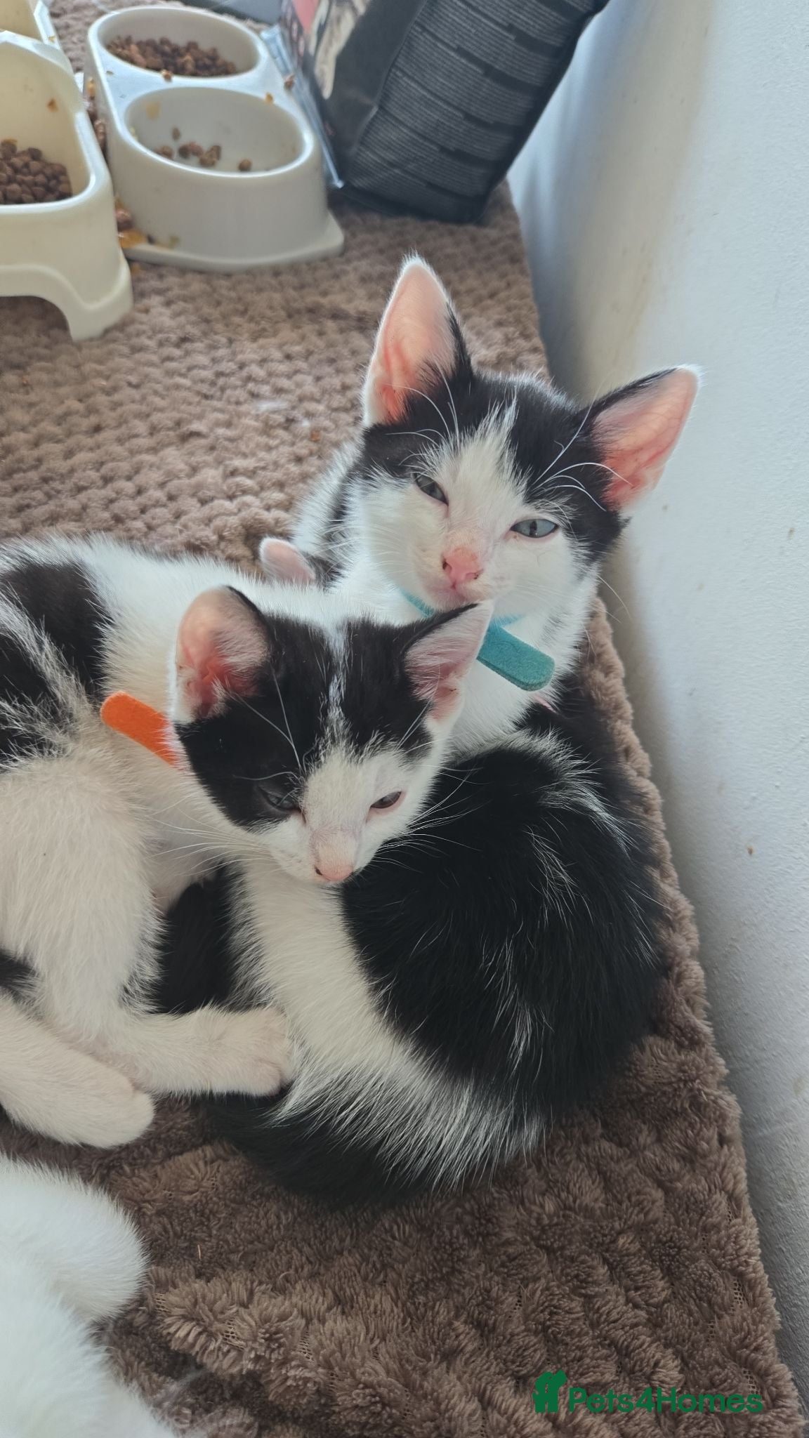 Mixed Breed cats 4xKittens🐈‍⬛️🐈 - Advert 6