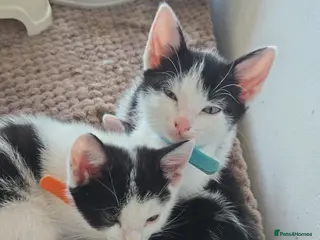 Mixed Breed cats 4xKittens🐈⬛️🐈 - Advert 6