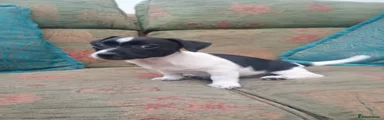 Jack Russell 6
