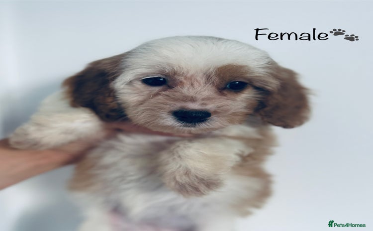 Cavapoo dogs - Advert 7