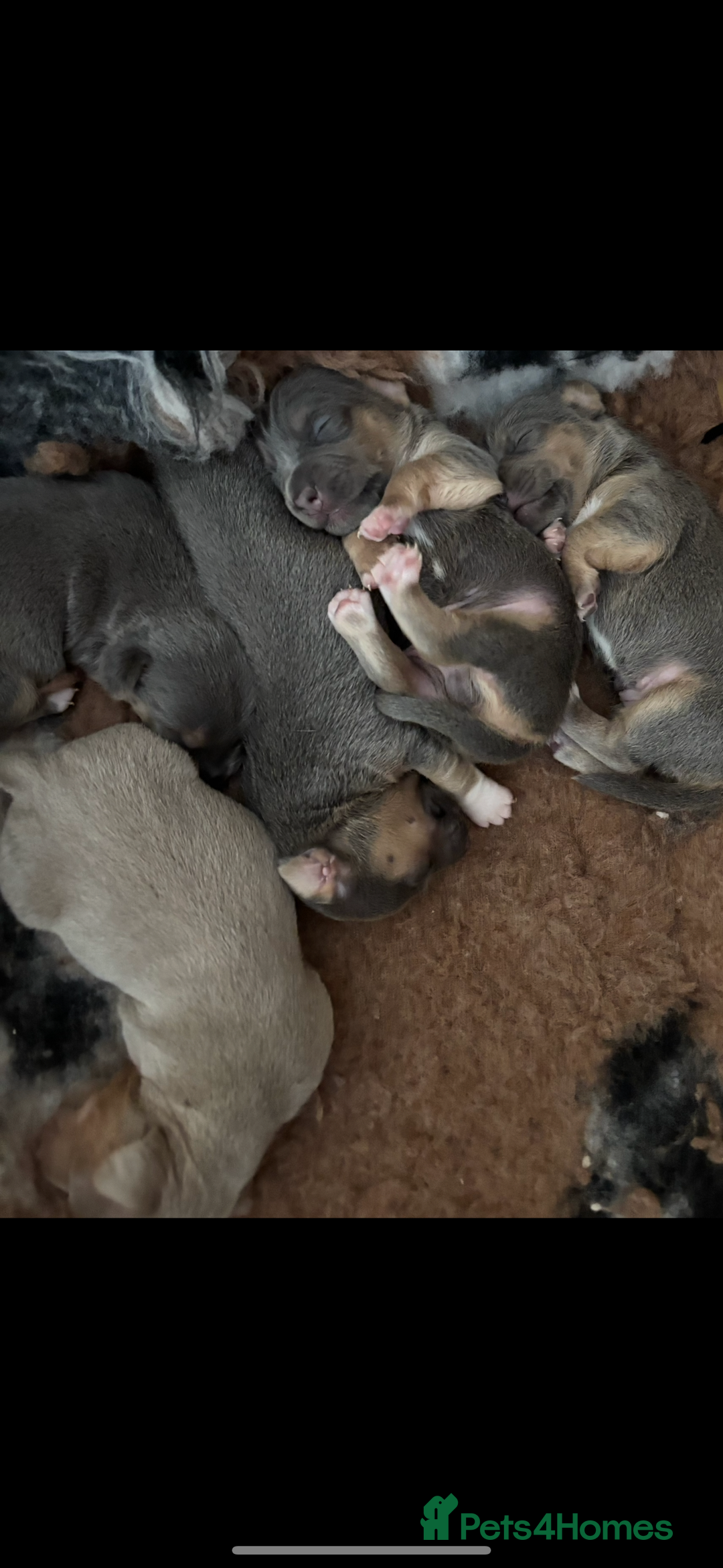 Jack Russell dogs for sale: Miniature Jack Russell Puppies - Image 9