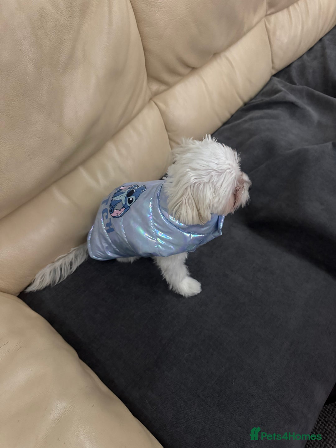 Bichon Frise dogs for sale: Sweet & Loving Bichon Frise Girl Looking for home  - Advert 14