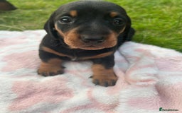 Miniature Dachshund dogs for sale: Miniature Black and Tan Daschund puppies for sale - Image 5